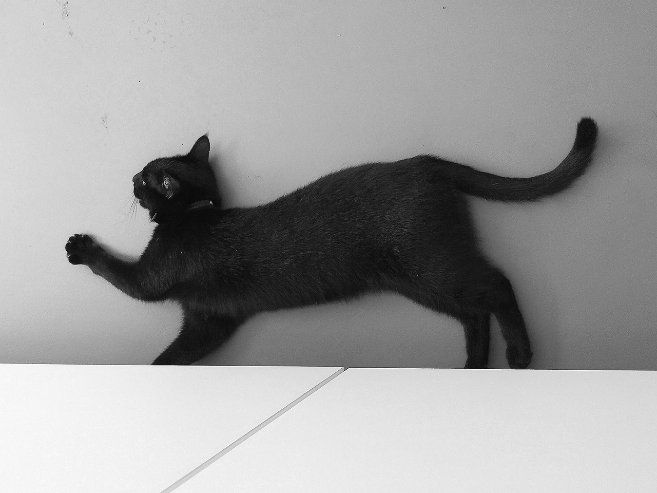 Albus